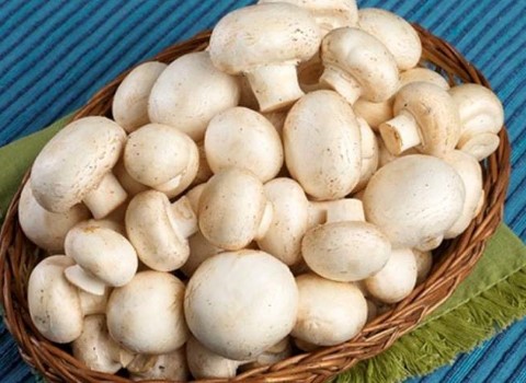 تصویر 2 از قیمت خرید قارچ دکمه ای بزرگ + فروش ویژه
